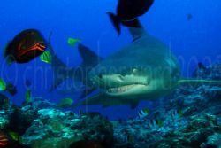 Bora Bora, French Polynesia. 8' lemon shark, pilot fish. ... by Christopher Ward 